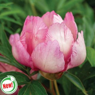 Double Dandy Itoh Peony Thumbnail